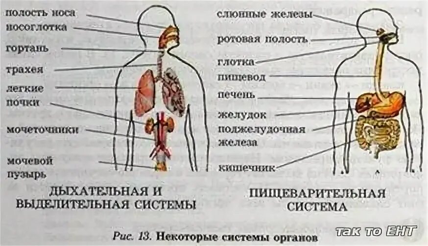 Все органы человека и их функции. Все органы человека и их функции