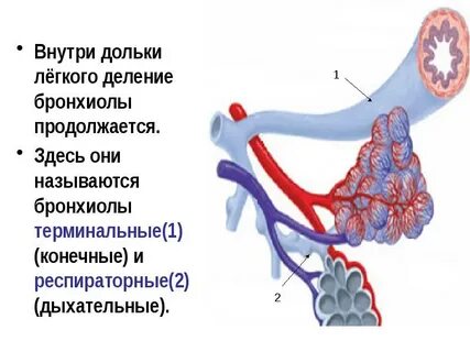 Бронхиола