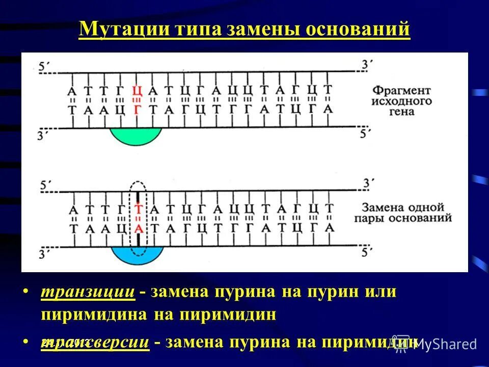 транзиция и трансверсия. типы генетического кода задачи. генетические задачи на мутации. точковые генные мутации миссенс мутации. нуклеотиды нуклеозиды нуклеиновые кислоты.