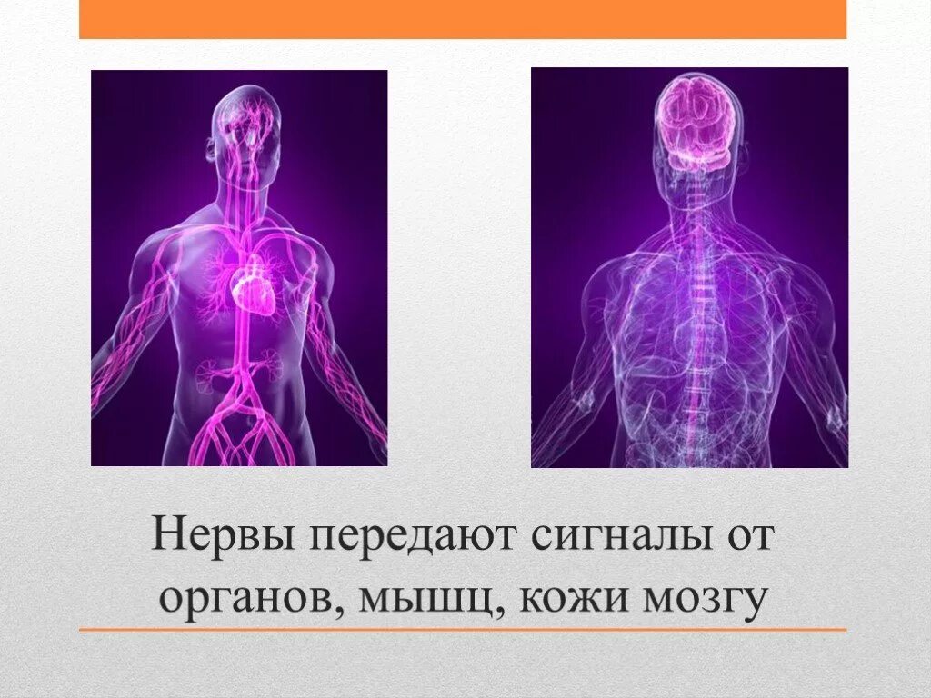 Передача нерв. Сигналы от мозга к органам по. сигнал от мозга к мышцам. сигналы от мозга к органам передаются по нервам. как передается сигнал в мозг.