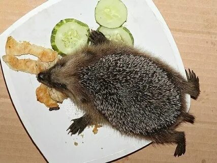 Что едят большие ежики