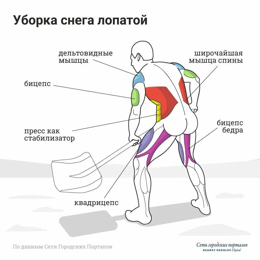 Мышцы ног названия квадрицепс. Строение ноги квадрицепс. Мышцы ног квадрицепс. Бицепс трицепс дельта. Мышцы дельты схема.