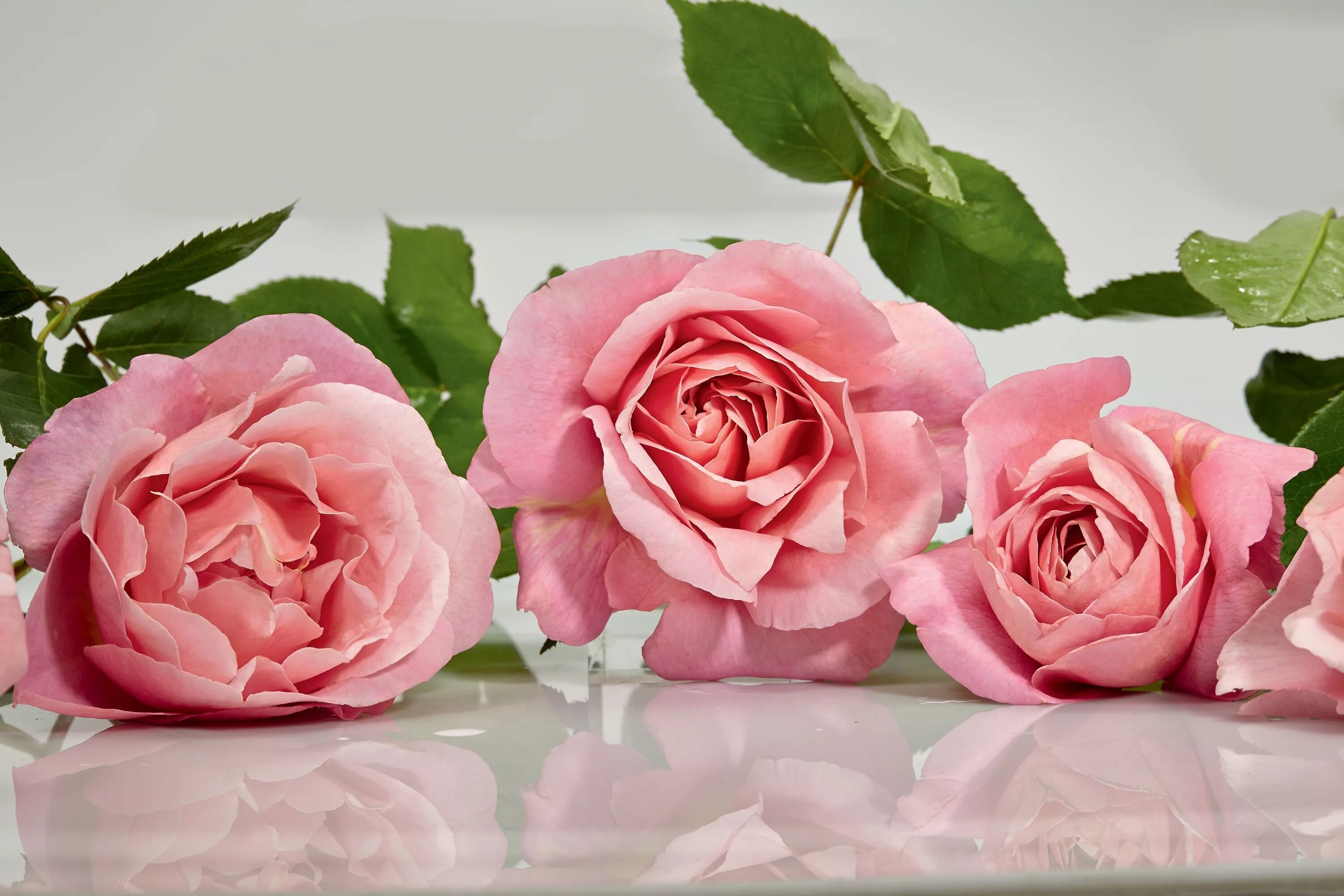 Розовые розы. Цветы лежат. Бледно розовые розы. Розовые розы на белом фоне.