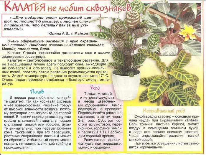 Какой покупной грунт подходит для калатеи фото Грунт для декоративно-лиственных купить по низкой цене на Яндекс Маркете