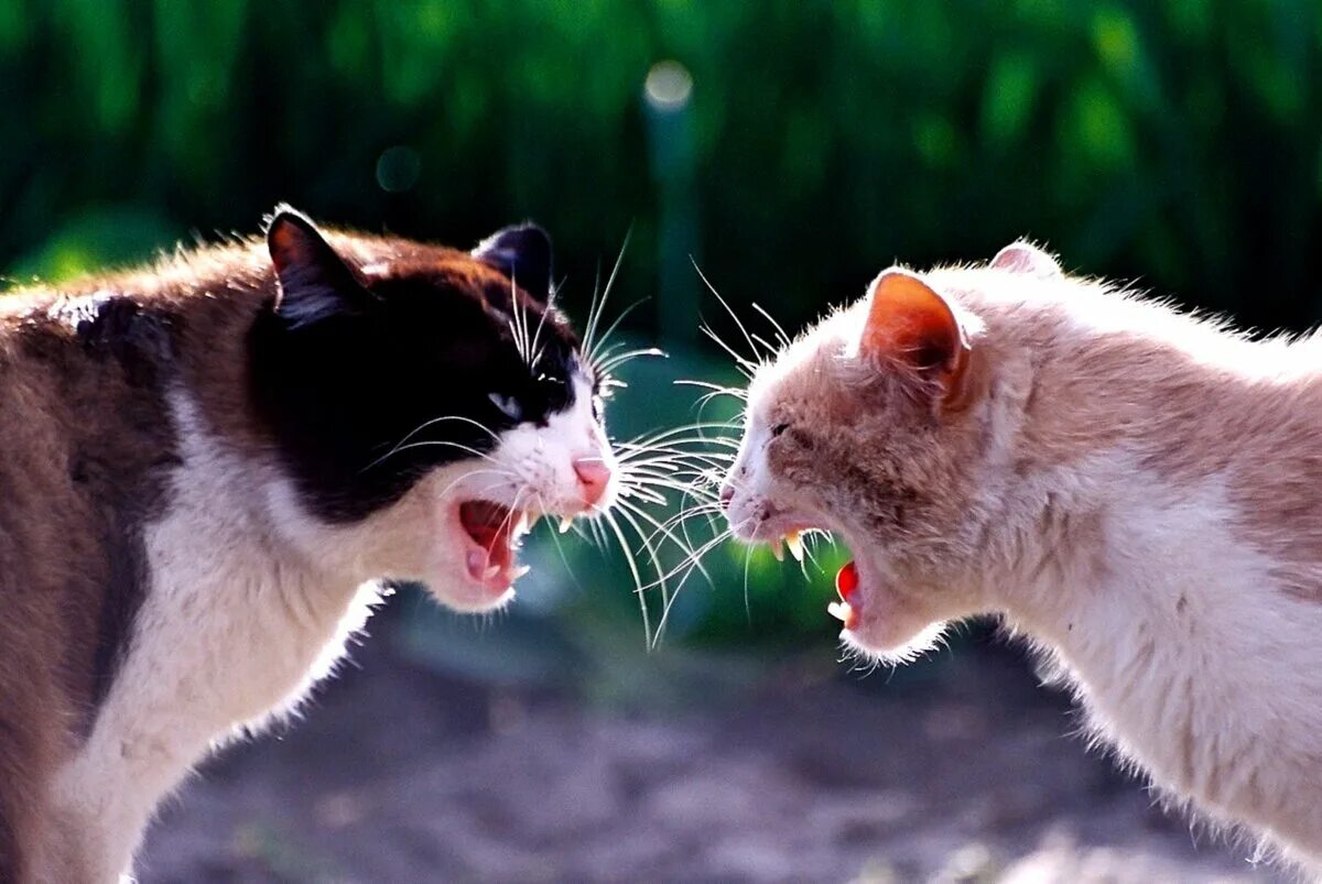 Два кота ссорятся. Британские котята дерутся. Коты в марте. Коты дерутся. Драка кошек.