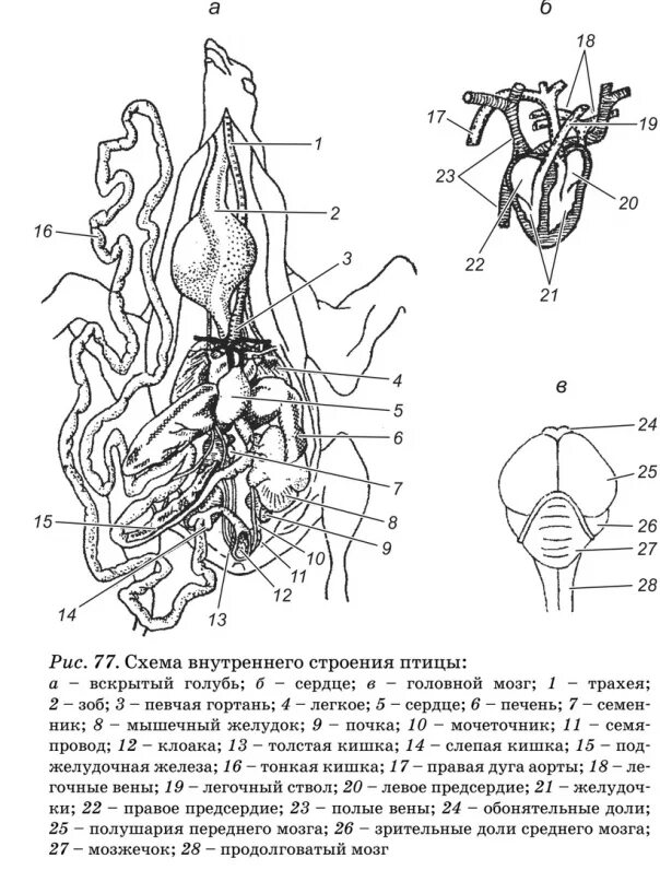 Внутреннее строение ястреба. Топография внутренних органов перепела. внутреннее строение голубя. внутренне строение голубя. строение вскрытого голубя.