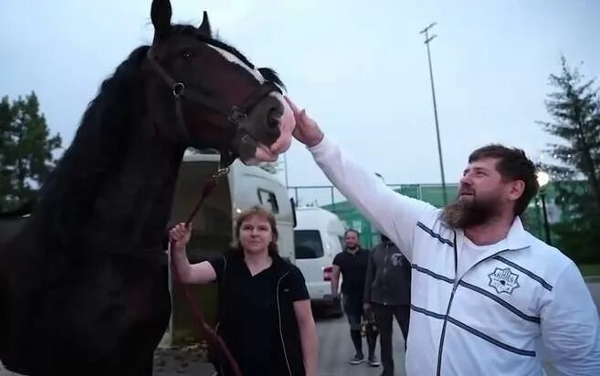 Рамзан Кадыров на лошади. Шайр Кадырова. Конь Рамзана Кадырова порода.