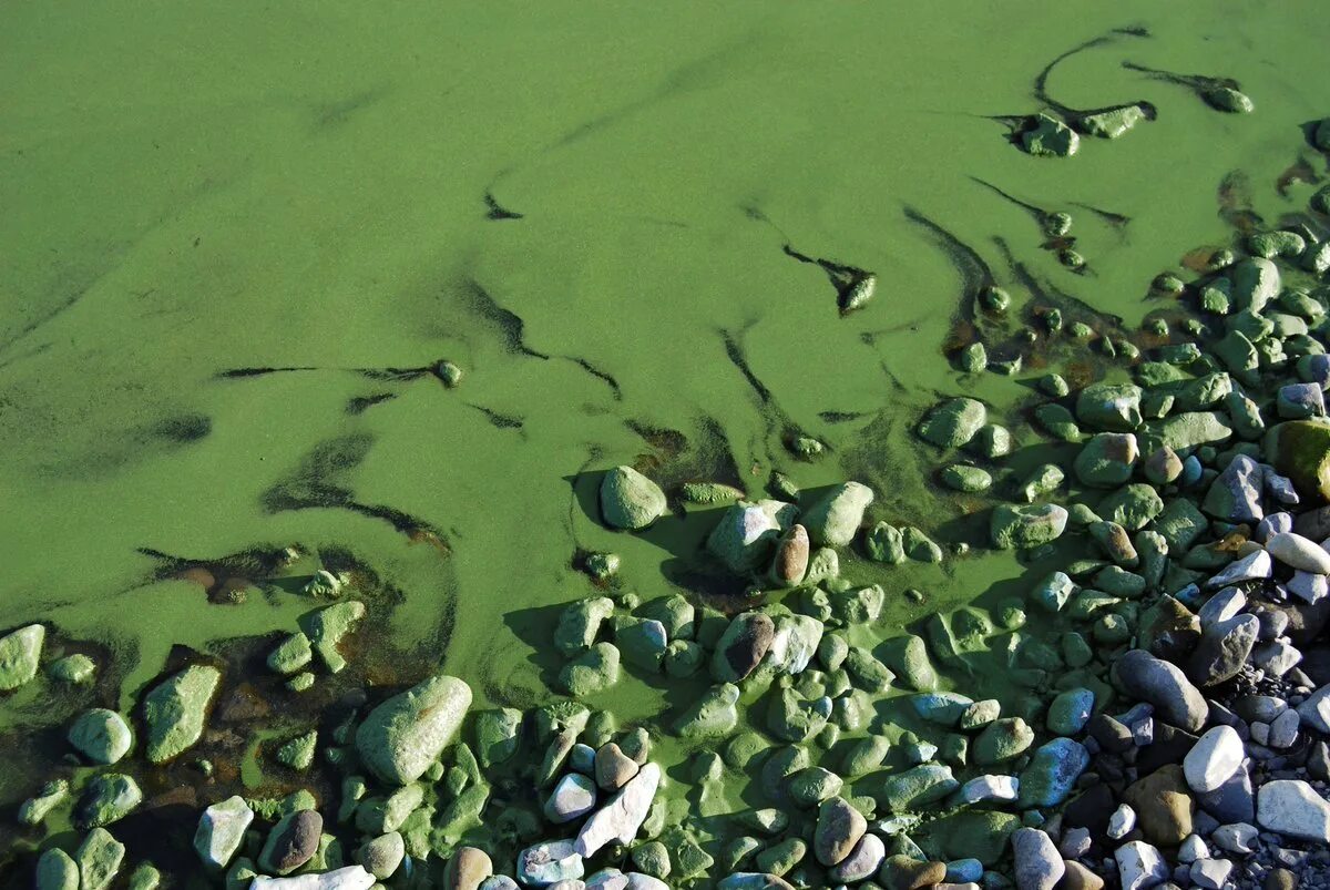 Биоиндикация окружающей среды. Причины загрязнения океанов. Источники и причины загрязнения биосферы. Сокращение биологического разнообразия. Классификация источников загрязнения биосферы.