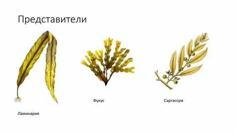 К каким систематическим группам относится фукус
