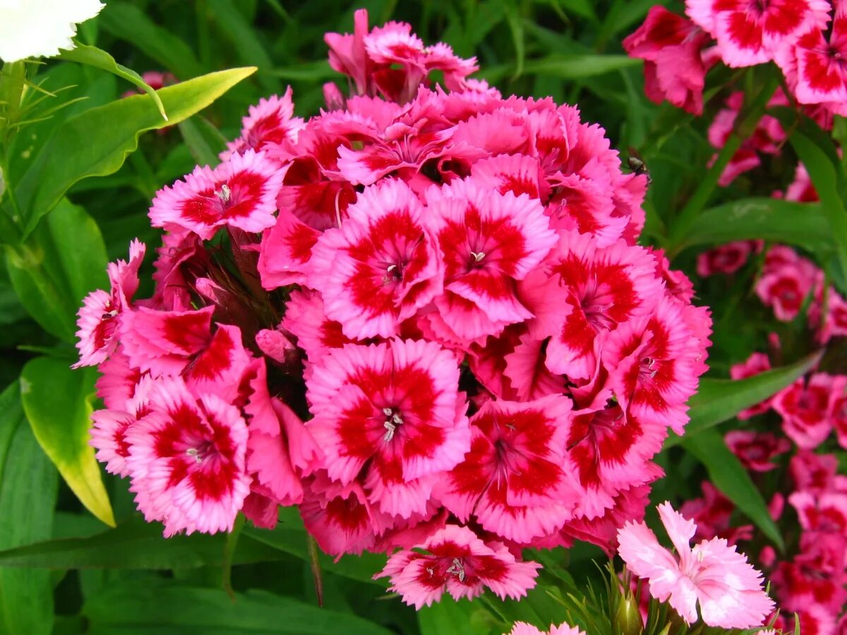 Гвоздика бородатая выращивание. Гвоздика бородатая - Dianthus barbatus. Диантус, гвоздика (турецкая). Гвоздика турецкая красавица Востока. Гвоздика турецкая Диабунда ред Пикоти.