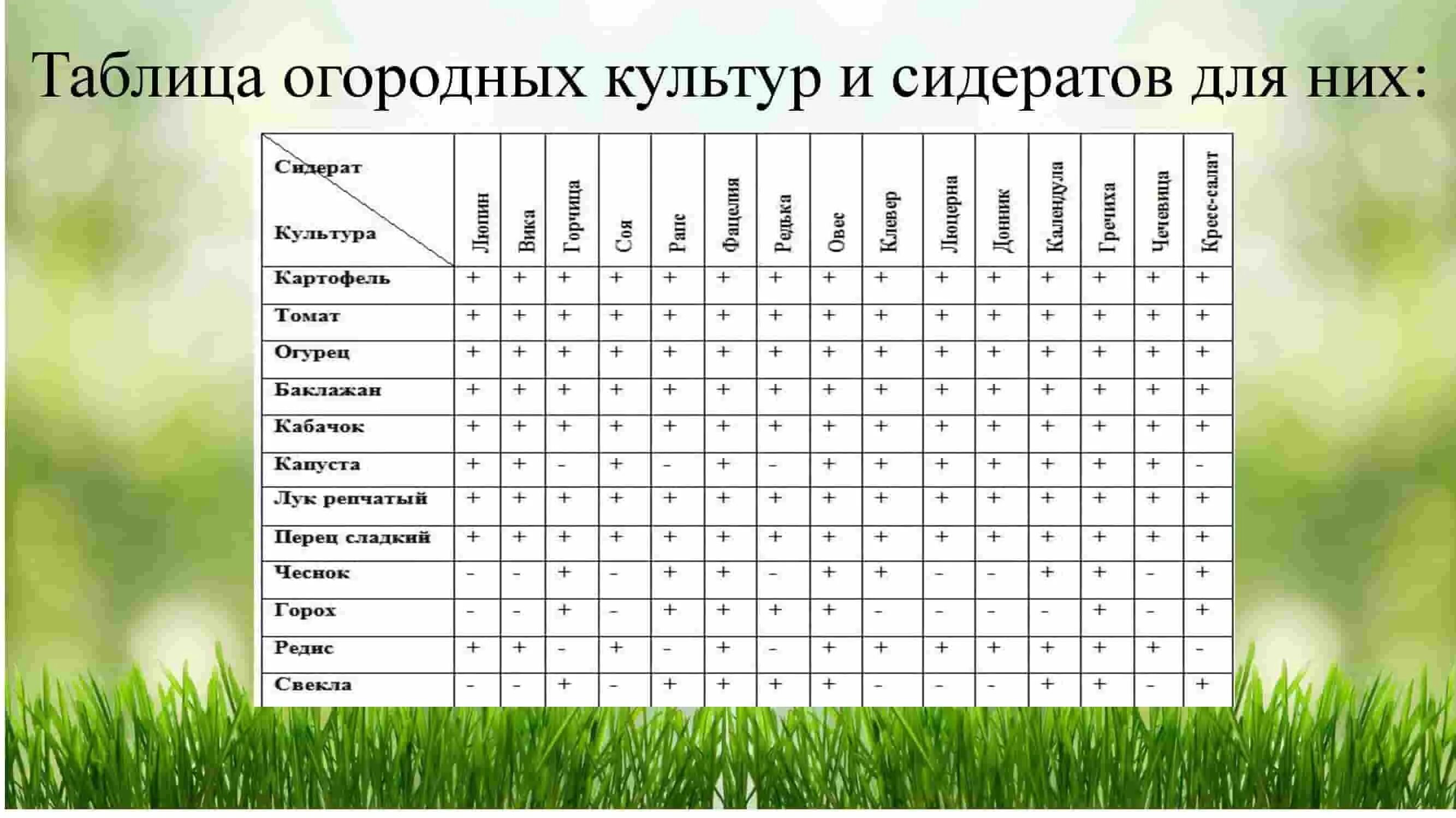 Сидерат летом какой лучше. Сидераты для огорода таблица. Зеленые удобрения – сидераты таблица. Таблица характеристик сидератов. Таблица высадки сидератов.