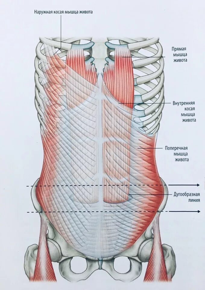 Мышцы живота анатомия наружная косая мышца. Внутренняя косая мышца живота m. obliquus internus abdominis. Поперечная мышца живота (m. transversus abdominis). Наружная косая мышца живота (m. obliquus externus abdominis).