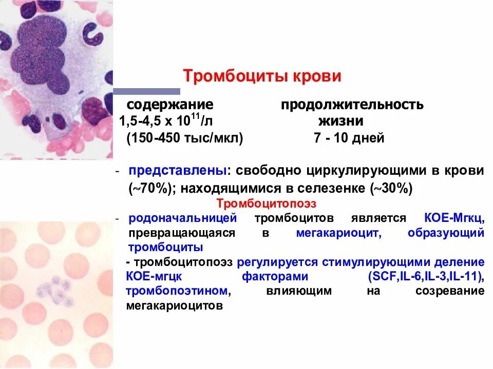 Фермент тромбоцитов. Строение тромбоцитов. Форма тромбоцитов. Тромбоциты физиология крови. Особенности строения тромбоцитов.