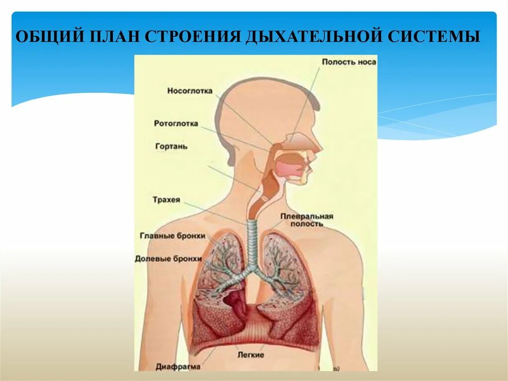 Соотнесите изображение органа дыхания с представителем класса. Схема строения системы органов дыхания. Отделы дыхательной системы схема. Строение и функции дыхательной системы кратко анатомия. План строения дыхательной системы человека.