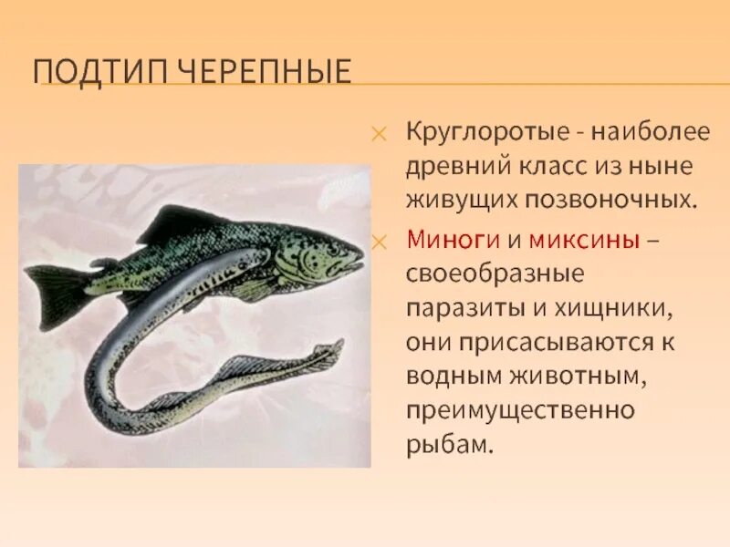 Сообщение о личинках миног. Ланцетник минога миксина. круглоротые миноги и миксины.