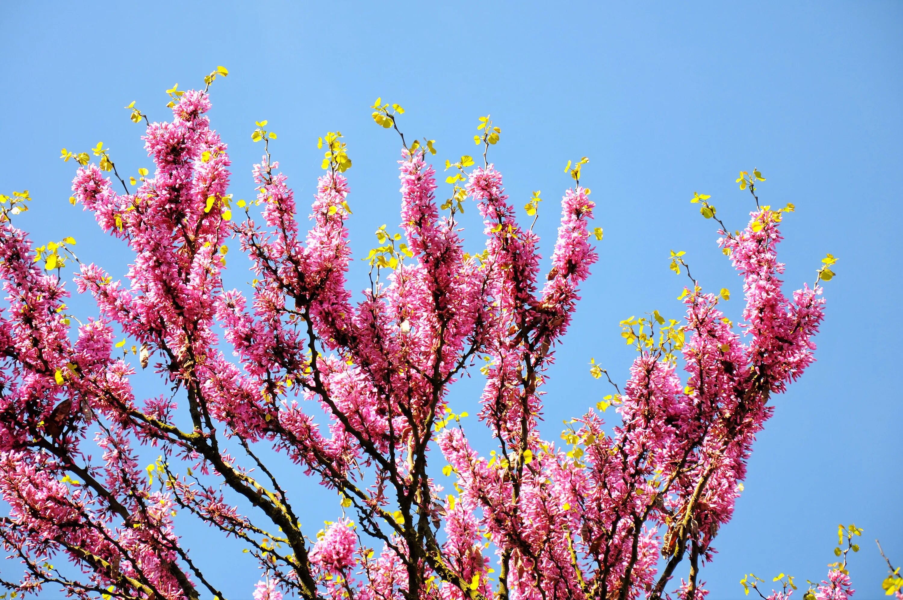 Дерево с розовыми ветками. Кустарник спринг Блумс. Cercis siliquastrum. Форзиция и сирень. Цветет церцис Севастополь.