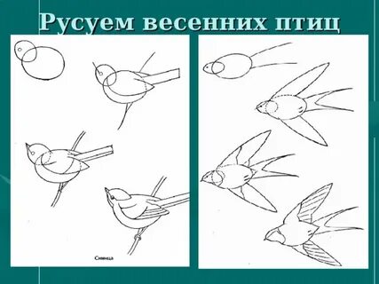 Рисование птиц конспект