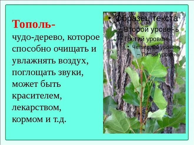 Тополь значение. Тополь дерево описание. тополь фото и описание. тополь дерево описание для детей. тополь описание для детей.