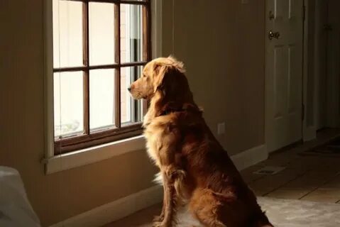 I ve decided a dog home