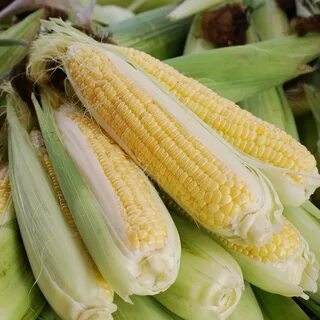 Початок кукурузы какой