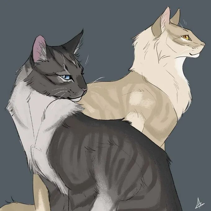Коты воители пары. Коты воители два кота. Лайн арт коты воители. Vialir коты воители art. Два кота арт коты воители.