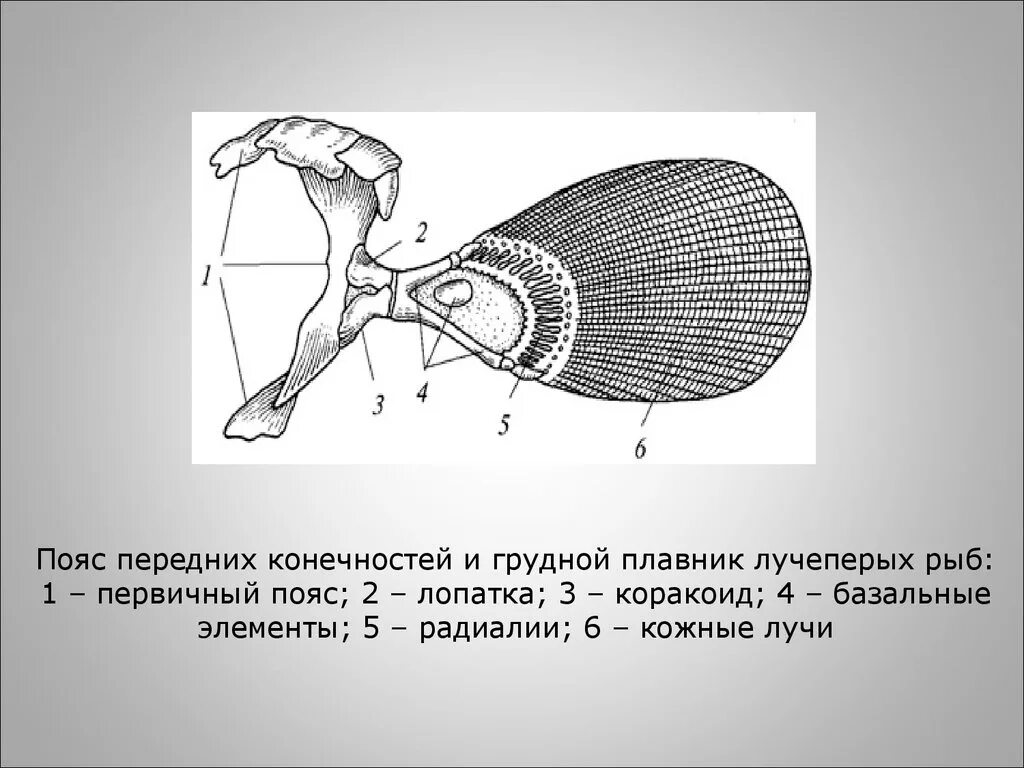 Пояс передних конечностей у рыб. Скелет плавников костной рыбы. Строение грудного плавника рыбы. Плечевой пояс костистой рыбы. Скелет парных конечностей