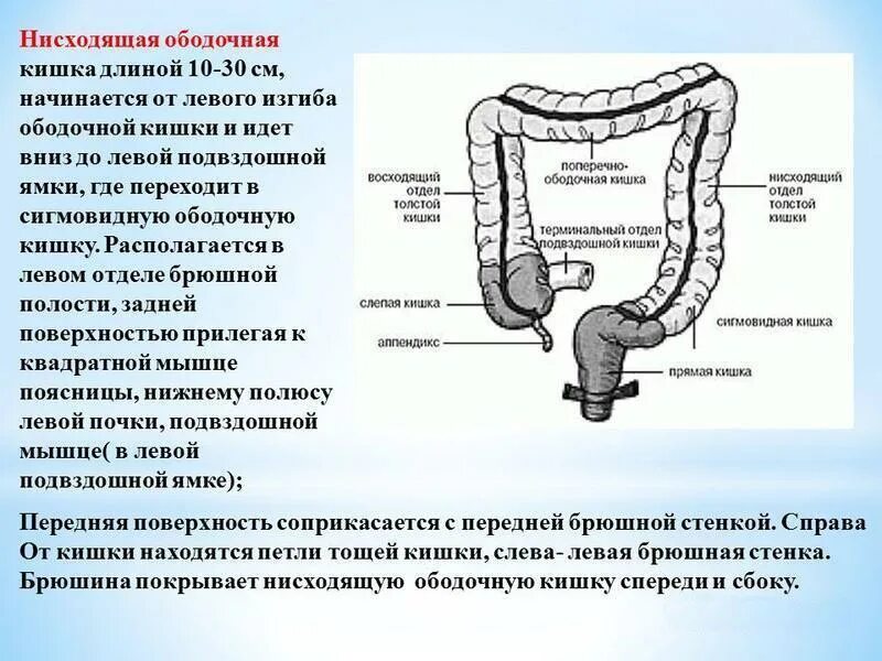 Область сигмы. Диаметр нисходящей ободочной кишки. Ректомигиодный отдела прямой кишки. Отделы Толстого кишечника анатомия. Нисходящий отдел ободочной кишки анатомия.