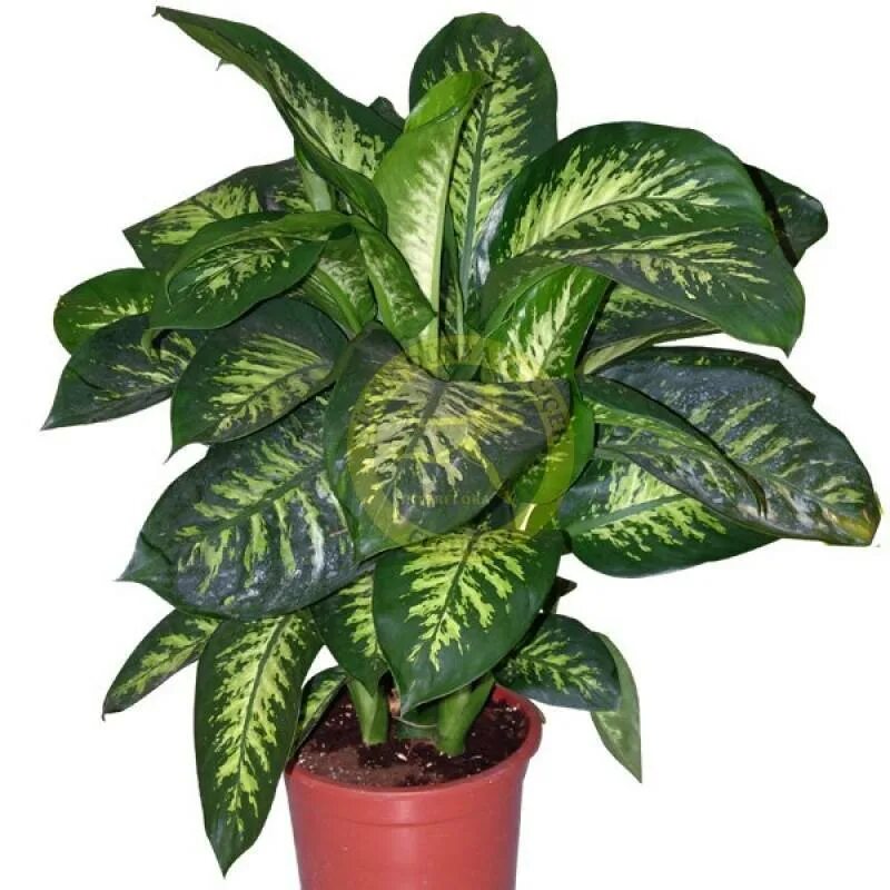 Диффенбахия пятнистая камилла. Сорт диффенбахии 7 букв. Диффенбахия starbright. Сорт диффенбахии 7 букв. Сорт диффенбахии 7 букв.