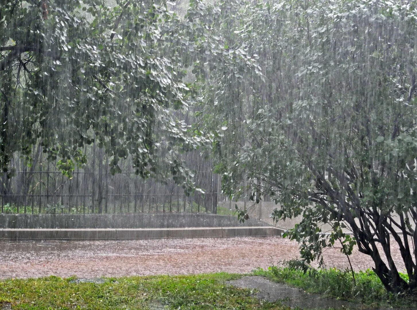 Хотя дождя. Ливень. Дерево под дождем. Сильный дождь в лесу. Проливной дождь и моросящий дождь.