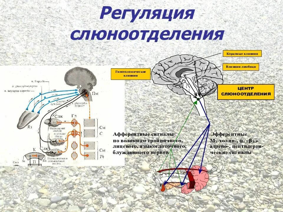 Регуляция слюноотделения схема
