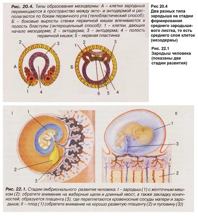 Начальные этапы развития эмбриона человека. Стадии эмбрионального развития человека. Стадии развития зародыша и плода. Этапы зародышевого развития организмов.