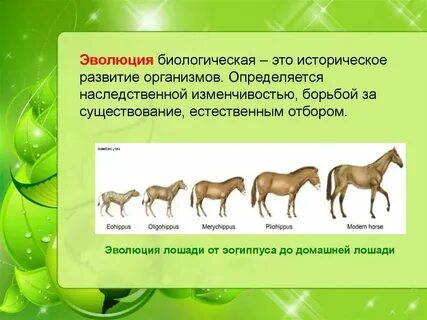 Понятия и определения эволюция