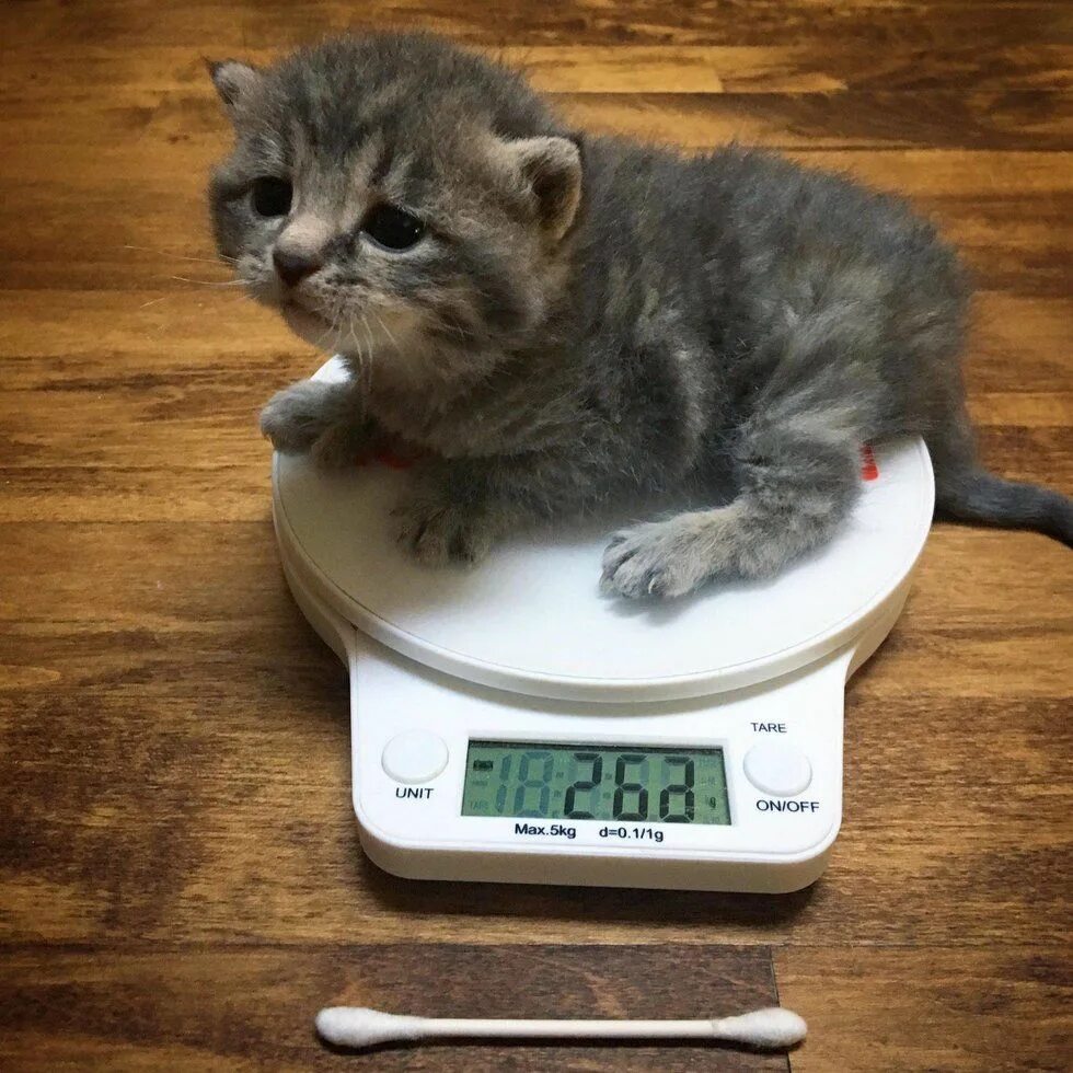 Весы для кошек купить. Котенок на весах. Кот взвешивается. Взвешивание кошки. Весы для кошек.