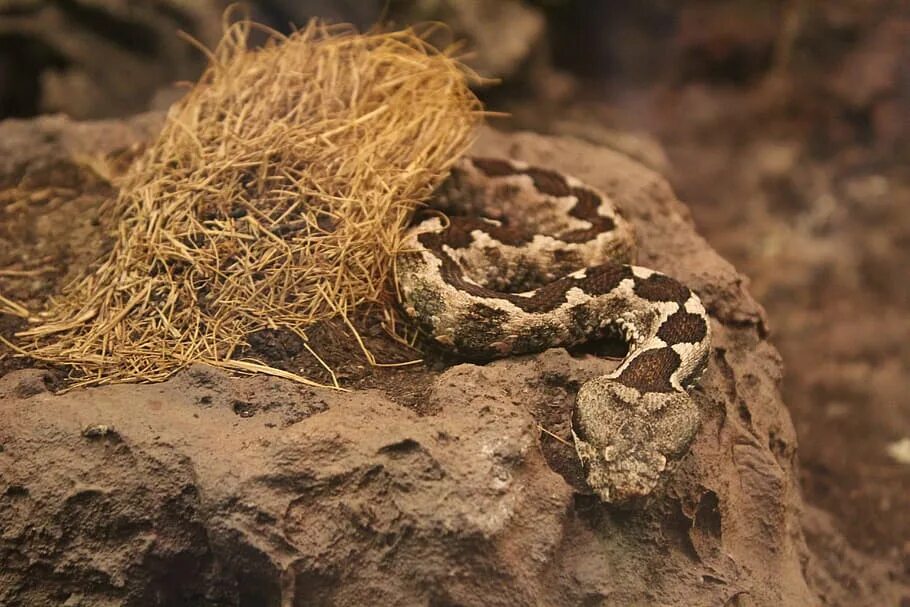 Пустынная гадюка земляная змея. Пустынная гадюка. Ядовитые змеи в Запорожской области. Сахарская гадюка. Коричневая гадюка ядовитая.