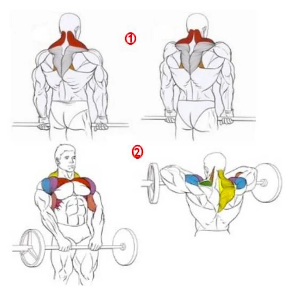 Упражнения на трапециевидную. Техника шраги со штангой трапеции. Трапециевидная мышца упражнения с гантелями. Шраги со штангой спереди. Упражнения шраги для трапеции с гантелями.