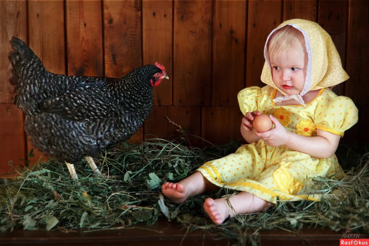Фотосессия с курами детская. Девушка с курочкой. Цыпленок девочка. Фотосессия с цыплятами. Дети кормят цыплят