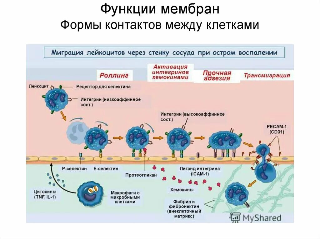 Клетки воспалительной реакции