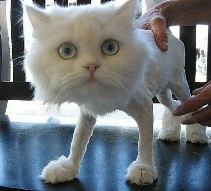 Самых смешных кошечек