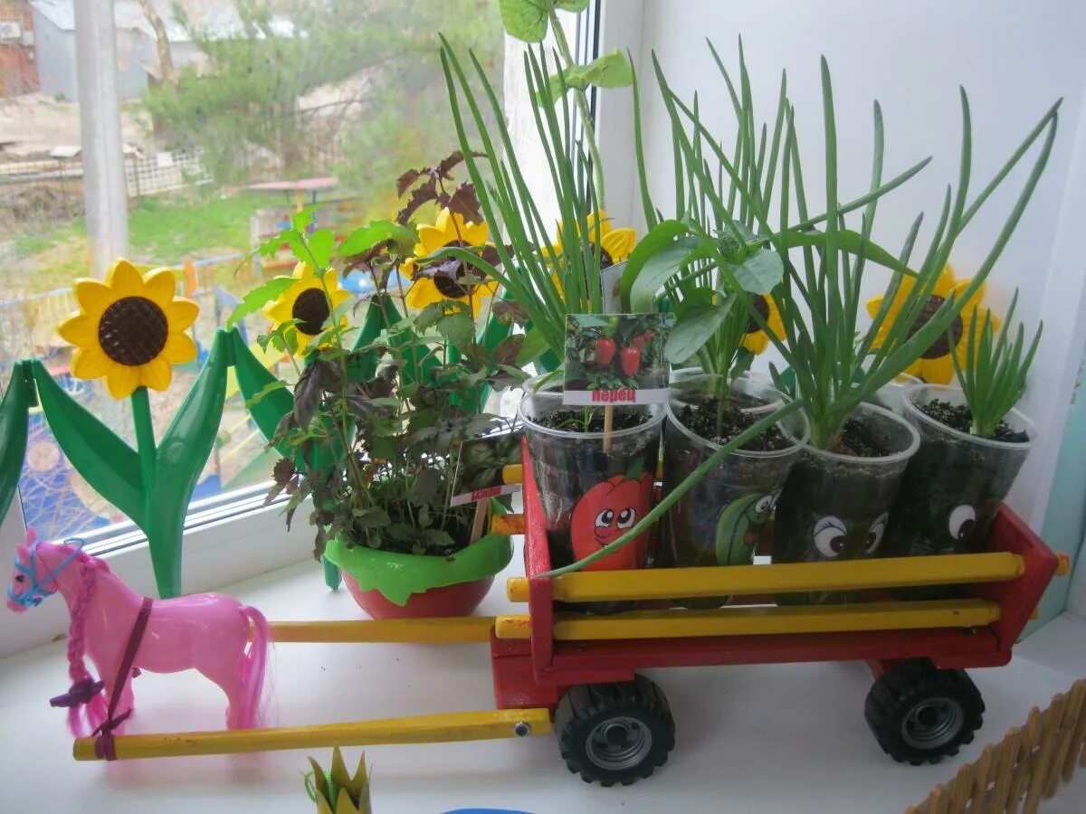 Огород на подоконнике в старшей группе. Огород ес окне в детскои саду. Сад на подоконнике в детском саду. Уголок природы в доу. Огород на подоконникемв детском саду.
