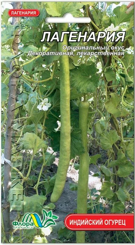 Огурцы короткоплодный тепличный. Вьетнамский кабачок лагенария. Огурец 2. Огурец 2 метра. 2 огурца в одной лунке.