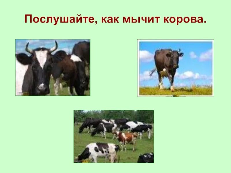 Звук м звукоподражания. Корова мычит му му му мычит. Мычит корова: "му!". Корова му му. Как мычит корова.