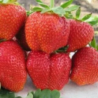 Дарселект клубника описание сорта