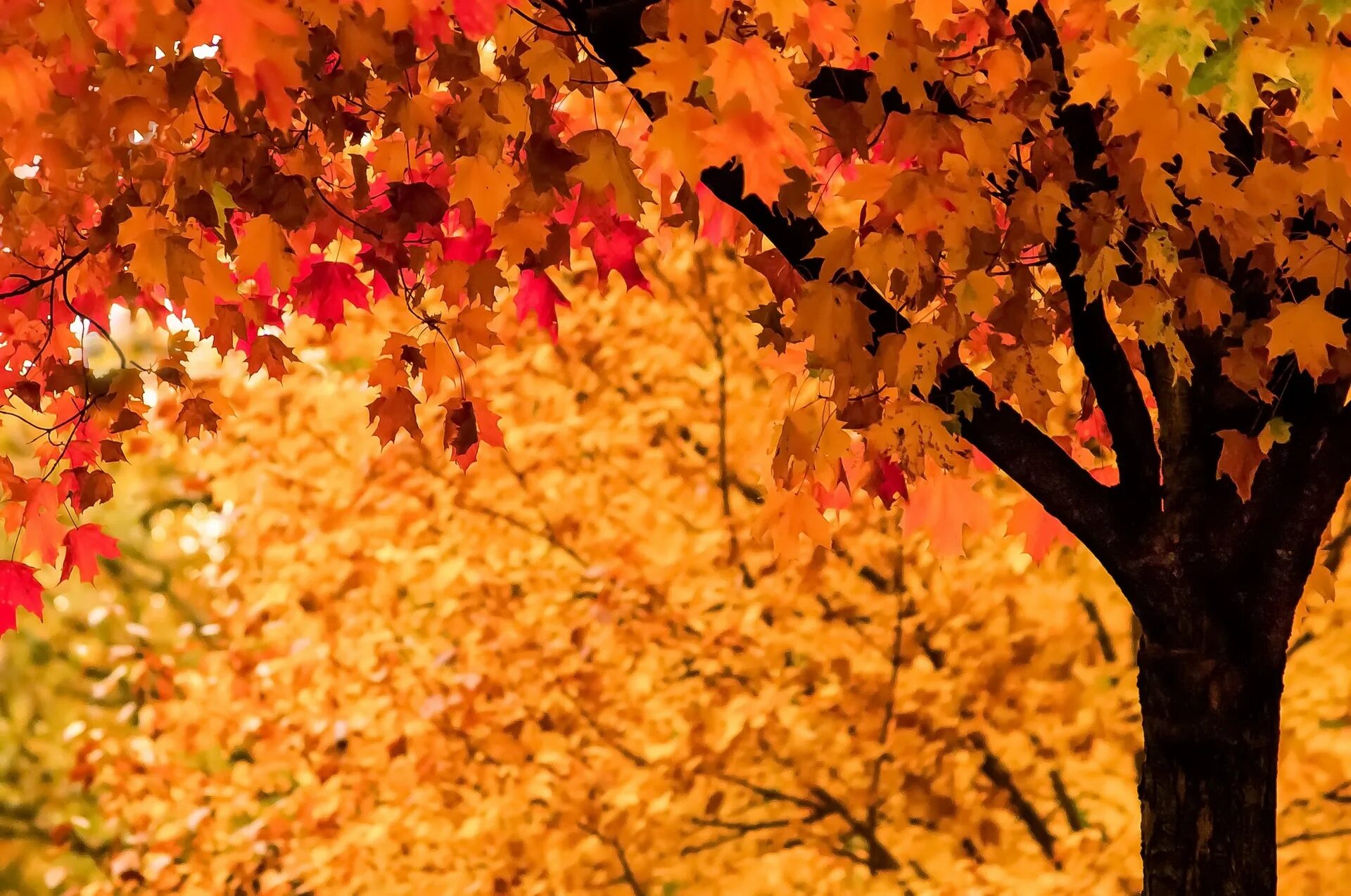 осень листья деревья. оранжевый клен дерево. осеннее дерево. осенняя листва. дерево клен осенью.