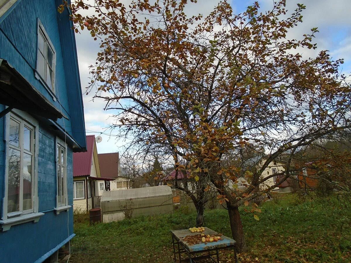 Дача снт алтай строй. Электрогорск снт березка. Снт березка улицы. Погода снт березка. Погода снт березка.