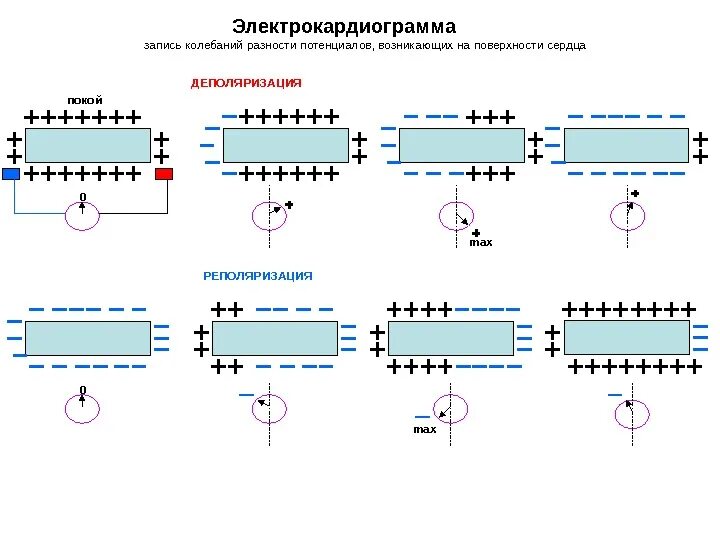 Деполяризация и реполяризация сердца. Деполяризация и реполяризация мембраны. Деполяризация мембраны это. Поляризация сердца. Деполяризация мембраны клетки