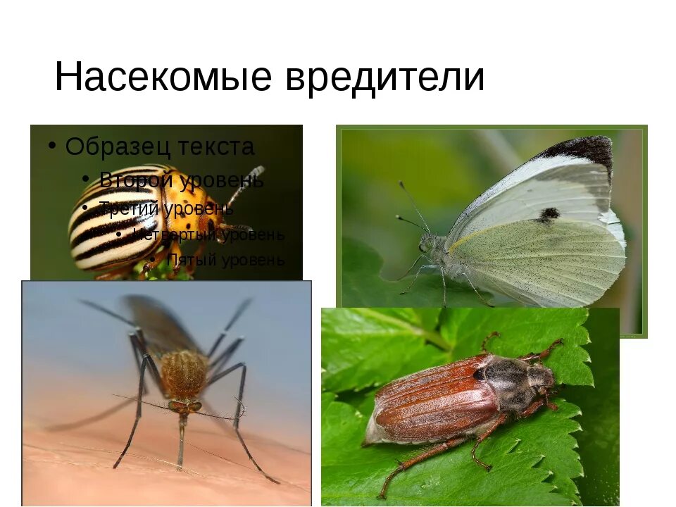 Класс насекомые вредители. Виды вредных насекомых. Насекомые вредители. Вредители запасов зерна при хранении. Вредители сельскохозяйственных культур насекомые таблица.