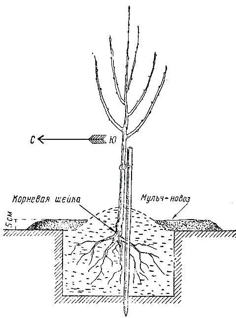 Схема посадки саженца яблони. Корневая шейка у вишни. Корневая шейка саженца вишни. Схема посадки черешни.
