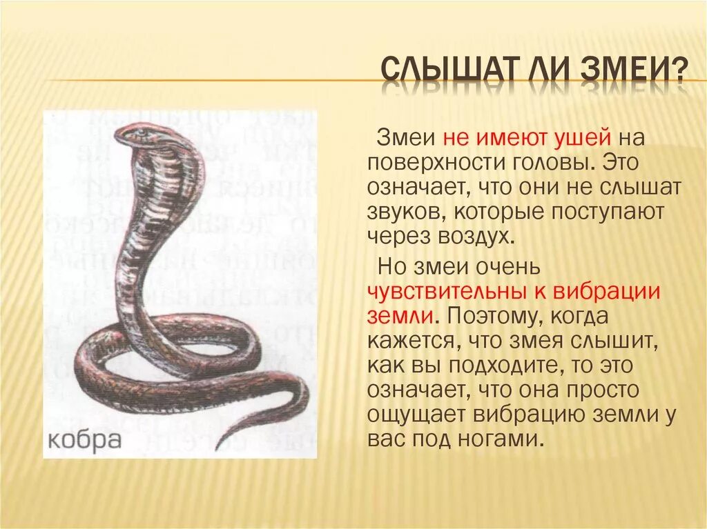 Появление змей. Рассказ про змей 3 класс окружающий мир. информация о змеях. описание змей. презентация на тему змеи.