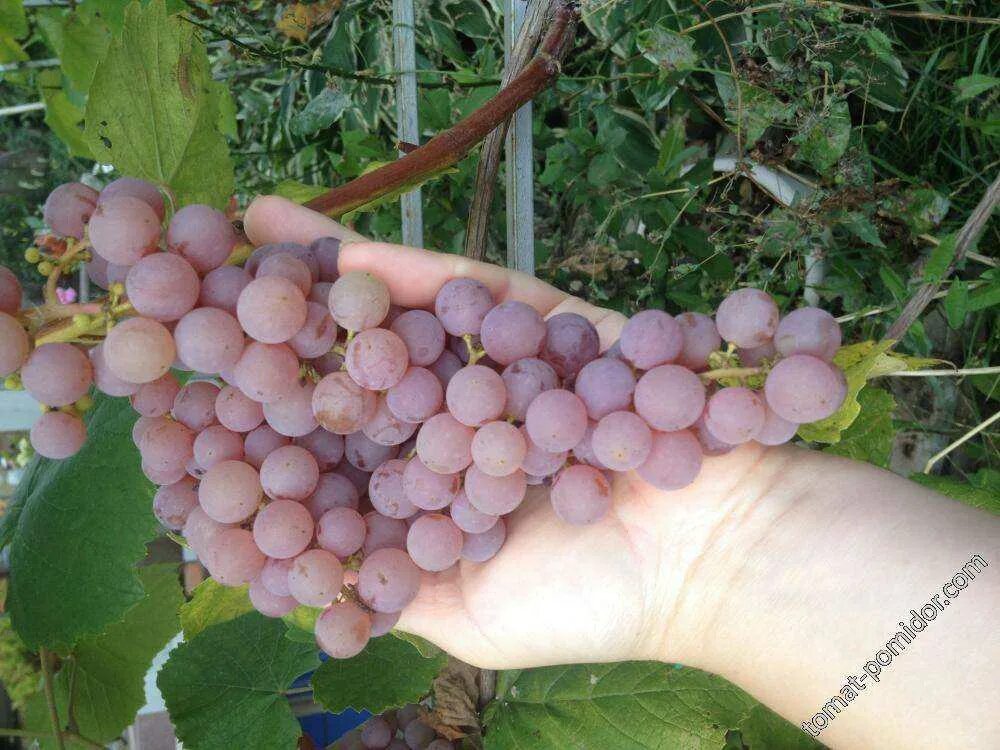 Виноград кишмиш рилайнс пинк сидлис. Виноград сорта рилайнс. Рилайнс пинк сидлис. Виноград рилайнс. Кишмиш сомерсет сидлис.