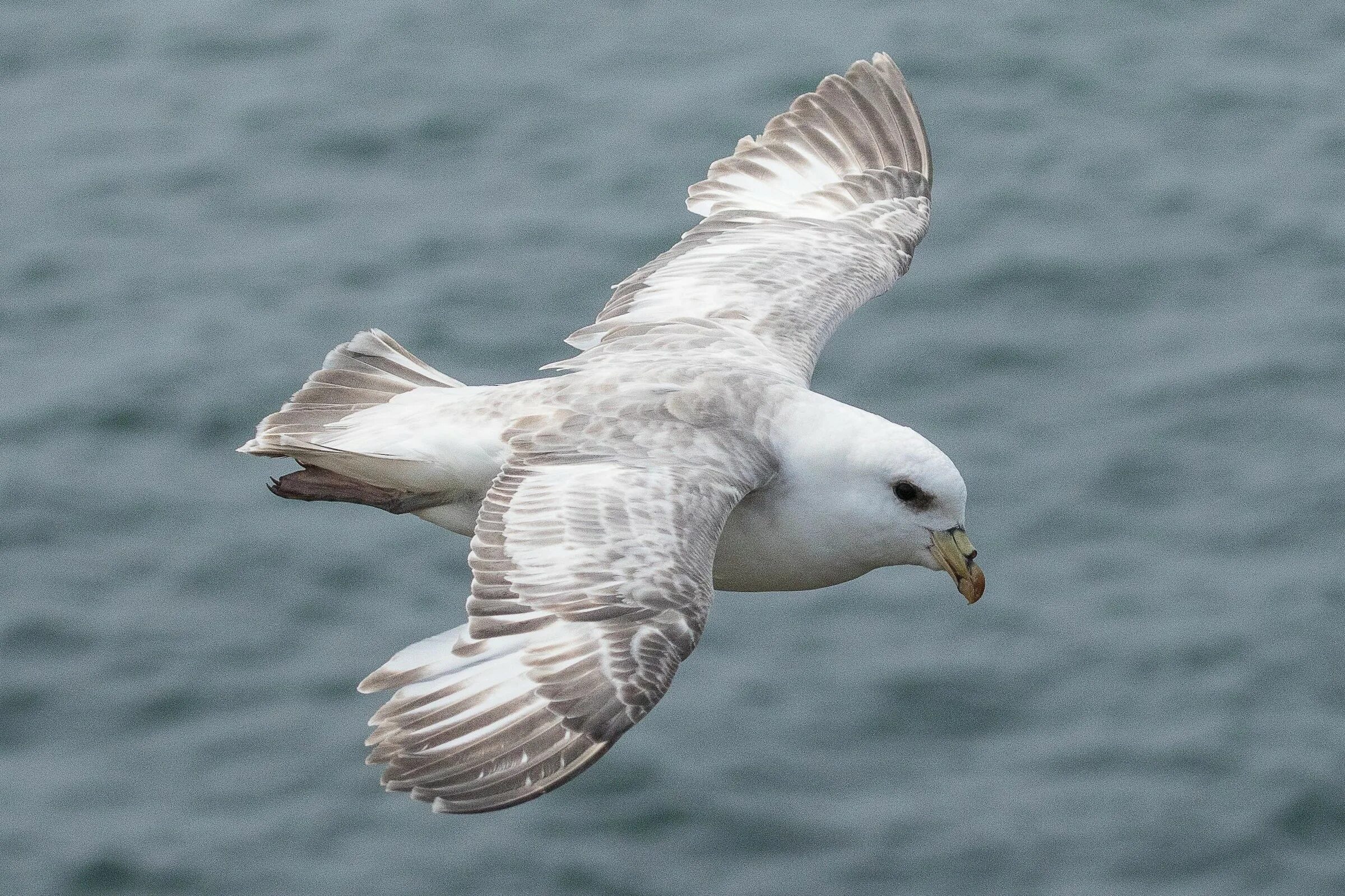 Птица глупыш. Атлантический глупыш. Fulmarus glacialis. Northern Fulmar. Морская птица глупыш.